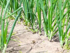 自家種植什么蔬菜容易高產(chǎn)？