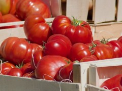 大棚種植西紅柿，如何管控病蟲害問題？