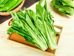 種植油麥菜的最佳時(shí)間！選對(duì)種植時(shí)間，油麥菜才能高產(chǎn)！