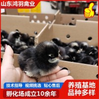 小雞活體家養(yǎng)觀賞蘆花雞 網(wǎng)紅萌寵蘆花活體幼崽迷你雞包活