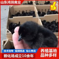 廠家低價(jià)出售 五黑雞活苗活體 半斤脫溫苗 青年雞苗 包活到家