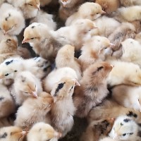 農(nóng)村放養(yǎng)笨雞 小雞 批發(fā)一日齡土雞