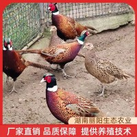 七彩山雞苗小雞仔活體廠家直賣出殼一日齡雞活苗支持養(yǎng)殖技術(shù)指導(dǎo)