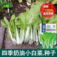 四季奶油小白菜 陽臺(tái)菜園纖維少葉菜種子 蔬菜種子