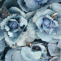 西蘭花種子日本進(jìn)口原包裝坂田公司耐寒西蘭花種子青花菜種子