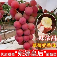 山東供應(yīng)妮娜皇后嫁接葡萄苗（0.5以上一級(jí)苗）優(yōu)質(zhì)妮娜公主葡萄