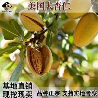 正宗二年紙皮巴旦木樹(shù)苗 顆粒飽滿 扁桃種苗 薄殼堅(jiān)果 每畝種植