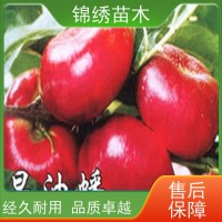 紅色水蜜桃蟠桃油桃 錦繡黃桃樹(shù)苗 繁育基地 種植成活率高 保濕發(fā)貨