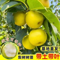 【基地直發(fā)】梨樹(shù)樹(shù)苗南北方種植帶土帶葉嫁接高產(chǎn)大果云南紅梨桂