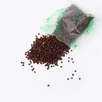 黑胖胖雜交黑菜種子雜交蘇州青矮青菜種子陽(yáng)臺(tái)盆栽易種植蔬菜種子