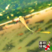 2025年喜明春季水花魚苗批發(fā)預(yù)訂往屆錦鯉水花成長(zhǎng)過(guò)程分享
