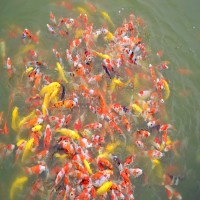 錦鯉魚苗漁場(chǎng)錦鯉苗種優(yōu)選好錦鯉小魚苗活體風(fēng)水觀賞魚苗活體