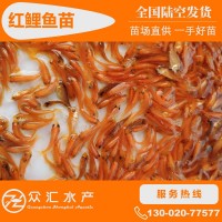 紅鯉魚苗 興國(guó)紅鯉苗 荷包紅鯉魚苗 玻璃紅鯉魚苗 放生魚 觀賞魚