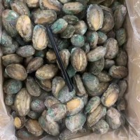 成都活凍鮑魚(yú)批發(fā)20斤件 單凍散裝鮑魚(yú)中餐酒店 佛跳墻帶殼鮑魚(yú)