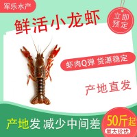 鮮活小龍蝦批發(fā)50斤 餐館餐飲批發(fā)水產(chǎn)市場(chǎng)活體小龍蝦新鮮大龍蝦