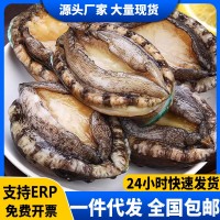 鮑魚(yú)新鮮冷凍新鮮海鮮帶殼加熱即食鮑魚(yú)撈飯汁飯火鍋食材商用批發(fā)