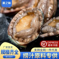 新鮮鮮活鮑魚(yú)海鮮特大鮑魚(yú)批發(fā)佛跳墻材料非鮑魚(yú)干冷凍批發(fā)鮑魚(yú)