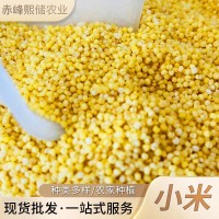赤峰新小米產(chǎn)品 五谷雜糧批發(fā)月子小米 大量現(xiàn)貨批發(fā)糯香小米