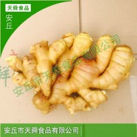 新鮮蔬菜月子姜 小黃姜保鮮姜山東廠家直供生姜 老姜現(xiàn)挖大黃姜