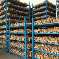 出口大姜批發(fā)姜新鮮山東生姜蔬菜保鮮姜山東大姜新姜整姜老姜出口