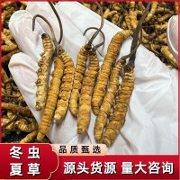 西藏冬蟲夏草高海拔那曲蟲草傳統(tǒng)滋補(bǔ)品干貨批發(fā)代發(fā)誠(chéng)招代理