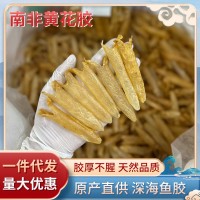 南非170頭黃花膠天然魚膠筒花膠一德路海味干貨批發(fā)一件代發(fā)