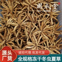 冬蟲夏草 批發(fā)特產(chǎn)蟲草生態(tài)繁育干貨禮盒裝非鮮草青海西藏那曲