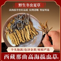 【野生蟲草】那曲冬蟲夏草干貨禮盒滋補品批發(fā)產(chǎn)地直供高海拔