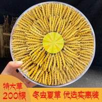 冬蟲夏草西藏那曲蟲草500根送禮青藏源頭批發(fā)一件代發(fā)天然滋補(bǔ)