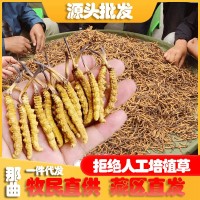 西藏那曲蟲草野冬蟲草青海玉樹冬蟲夏草批發(fā)供應(yīng)一件代發(fā)高原野生