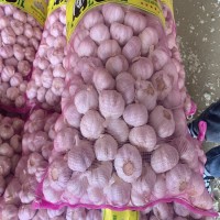 蒜 蒜頭 干蒜山東批發(fā)紫皮大蒜干蒜頭原產(chǎn)地發(fā)貨工廠直發(fā)保鮮大蒜