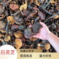 現(xiàn)貨批發(fā)西藏白靈芝散裝現(xiàn)貨500g干貨多規(guī)格批發(fā)量大價優(yōu)現(xiàn)貨批發(fā)