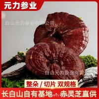 長白山靈芝赤靈芝野生靈芝切片整朵 源頭產地直發(fā)靈芝片
