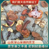 現(xiàn)貨霍山新鮮靈芝整朵切片靈芝片食用菌類可煮茶泡酒燉湯靈芝批發(fā)