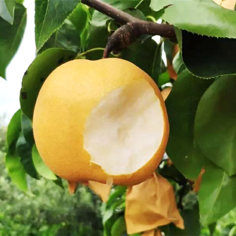 O1CN01bmWMVq2BTm5JFx8z0_!!2214944538340-0-cib