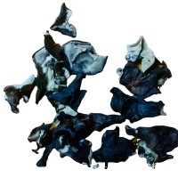 白背木耳包郵批發(fā)水洗去沙無渣山東小木耳白背木耳