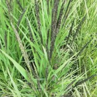 河南信陽(yáng)紫云英綠肥黑色大米黑米口感清香，健康品質(zhì)，5公斤包裝農(nóng)家自種