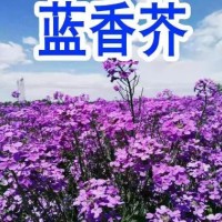 藍香芥花種子 歐亞香花芥 春秋播種 室外 庭院景觀花卉種子 花海植物種子 花鏡植物