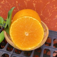 四川愛媛38號(hào)果凍橙9斤新鮮當(dāng)季橙子水果柑橘蜜桔手剝橙大果包郵