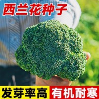 批發(fā)西蘭花菜種子有機松花菜種籽花椰菜綠色高產(chǎn)花菜春秋四季蔬菜