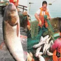 供應(yīng)綠豐源有機(jī)肥 生物有機(jī)魚肥 質(zhì)優(yōu)價廉