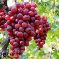 綠豐源有機(jī)肥