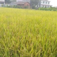 綠豐源水稻有機(jī)肥