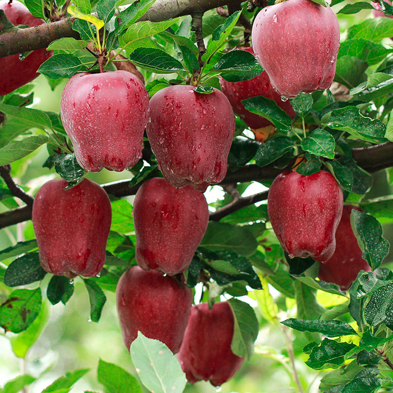 O1CN01FUa2IM1mlIjQSDgxo_!!2201228224994-0-cib