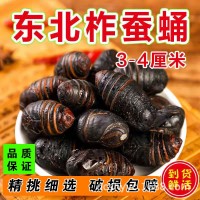 新鮮東北蟬蛹蠶蛹新鮮長年大量供應(yīng)柞蠶蛹鮮蠶蛹繭蛹3-4厘米