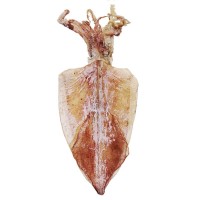 野生海捕燒烤手撕淡干生曬北海魷魚干貨批發(fā)小大尤魚源頭廠家優(yōu)惠