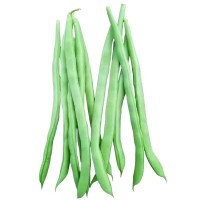 無(wú)架四季豆早熟地豆種子四季豆種子矮生不搭架陽(yáng)臺(tái)可盆栽蔬菜種子