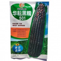華耘黑糯501黑玉米種子黑糯玉米皮薄糯甜高產(chǎn)粘玉米種籽 春秋播種