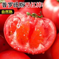 正宗普羅旺斯西紅柿沙瓤自然熟新鮮現(xiàn)摘發(fā)貨水果番茄