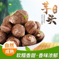 批發精品芋頭新鮮應季牛奶芋頭大球山東奶香芋頭軟糯香甜毛芋頭
